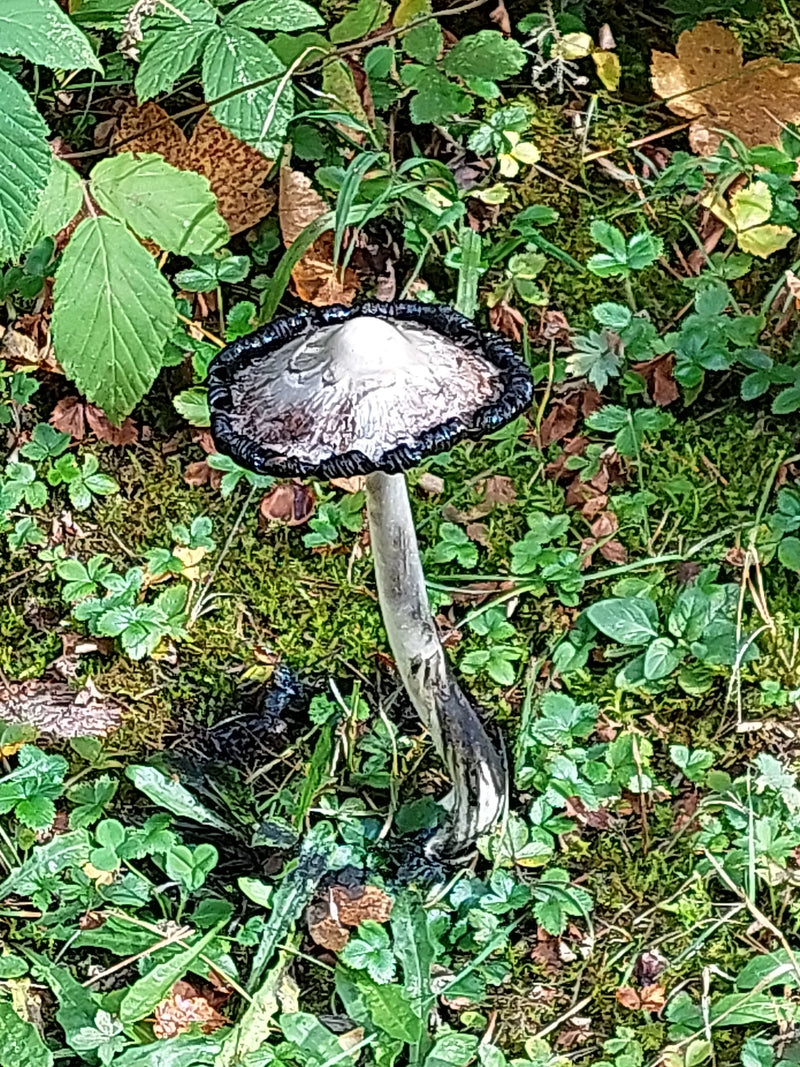 Grauer Falten-Tintling — Bild 1 von 1