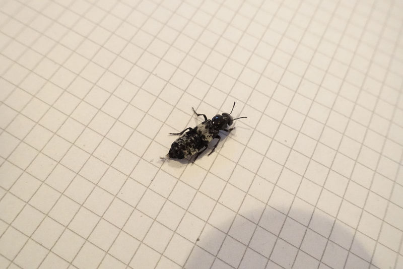 Grauer Kurzflügelkäfer — Bild 2 von 2