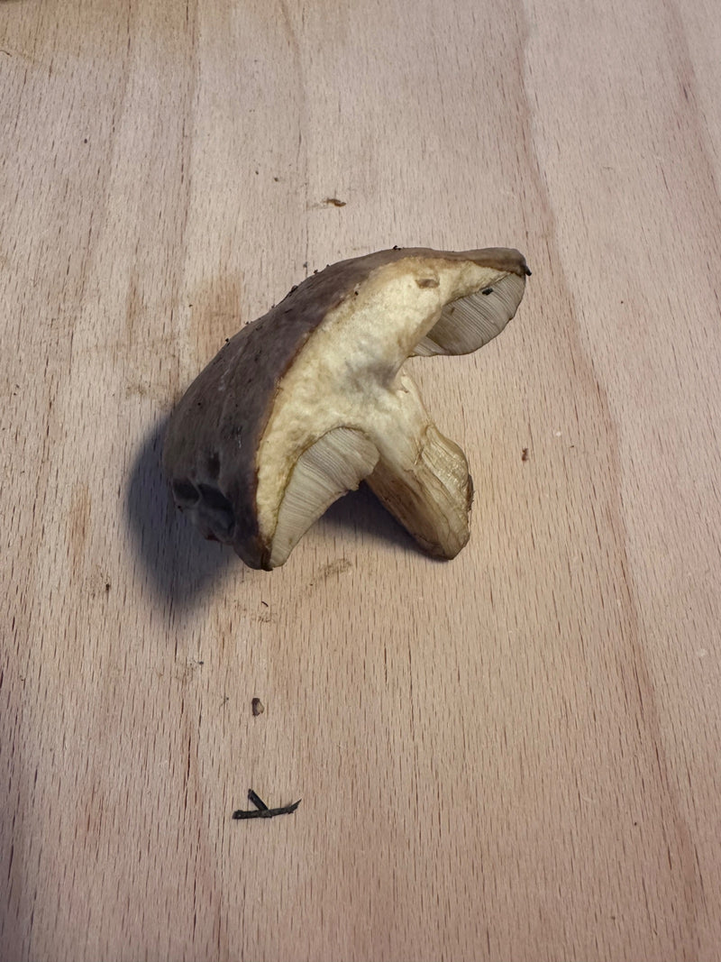 Grauer Ritterling — Bild 3 von 3