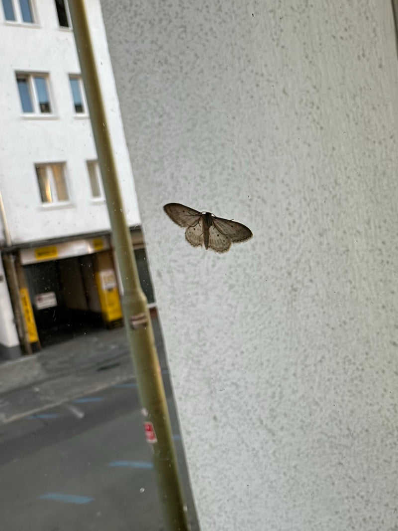 Grauer Steinspanner — Bild 2 von 10