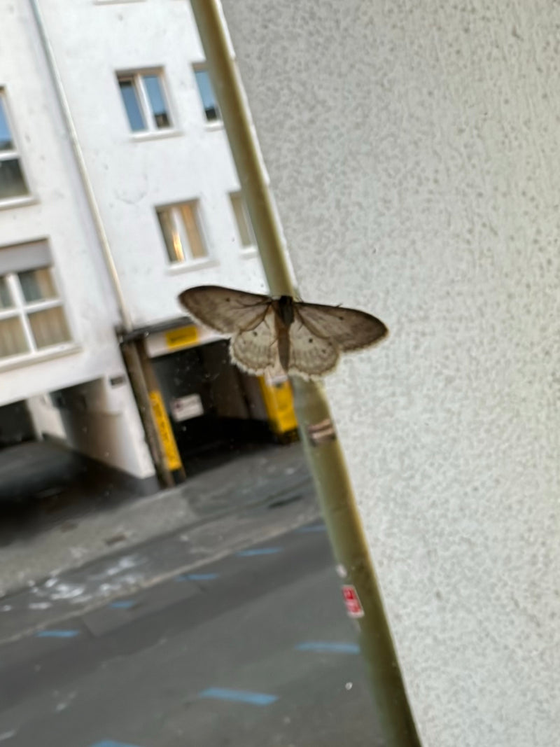 Ein Grauer Steinspanner sitzt mit ausgebreiteten Flügeln an einer senkrechten Stange. Im Hintergrund ist eine städtische Häuserfront zu sehen.