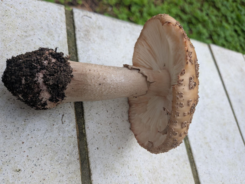 Grauer Wulstling — Bild 1 von 1
