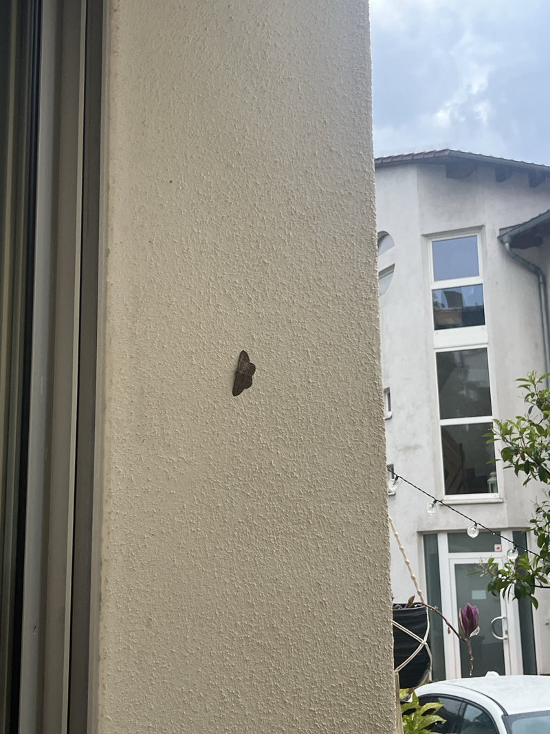 Grauer Zwergspanner — Bild 3 von 16