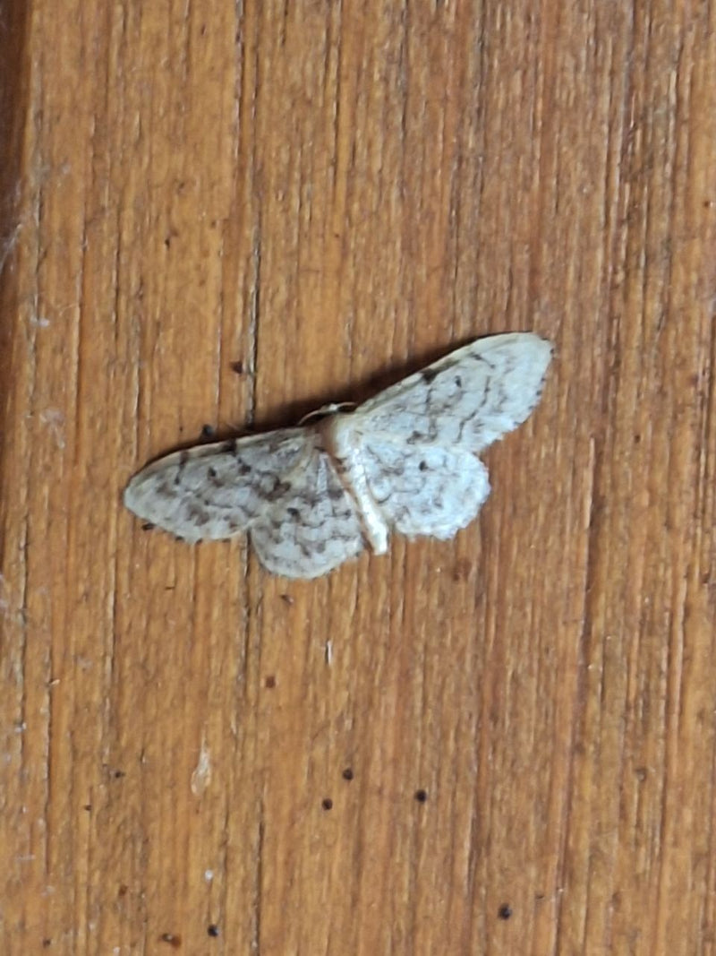 Grauer Zwergspanner — Bild 5 von 16