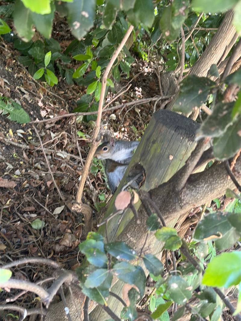 Grauhörnchen — Bild 2 von 13