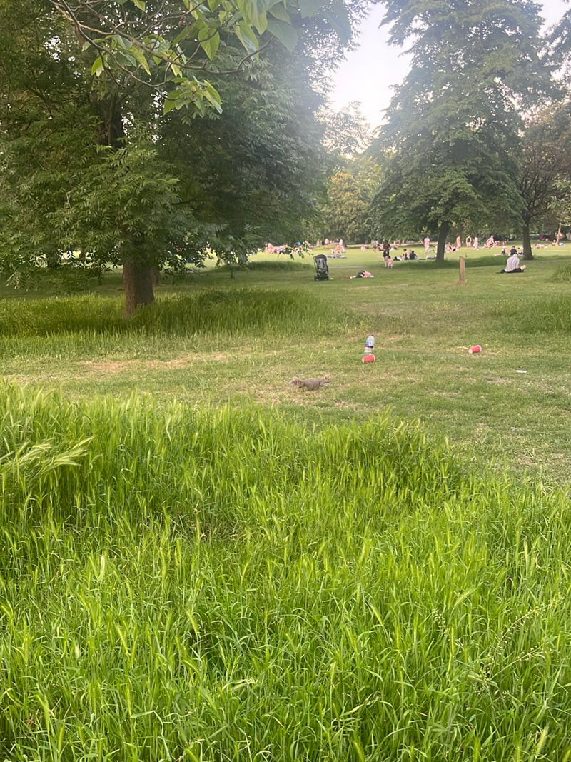 Grauhörnchen — Bild 3 von 13