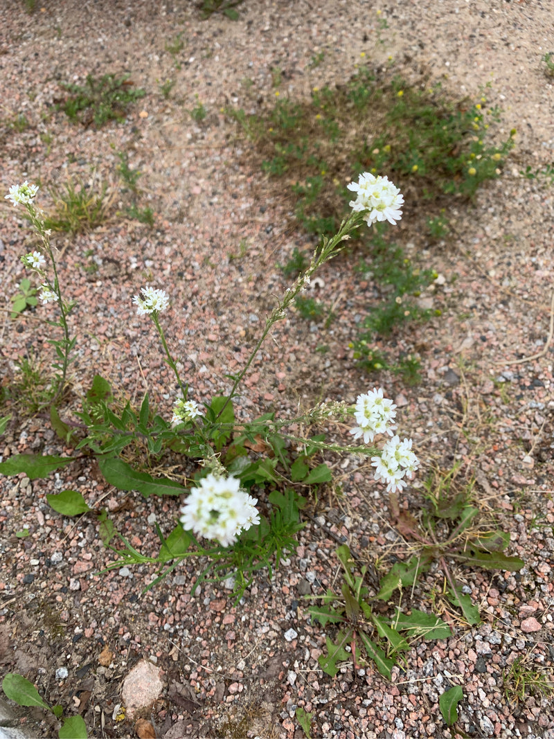 Graukresse — Bild 1 von 1