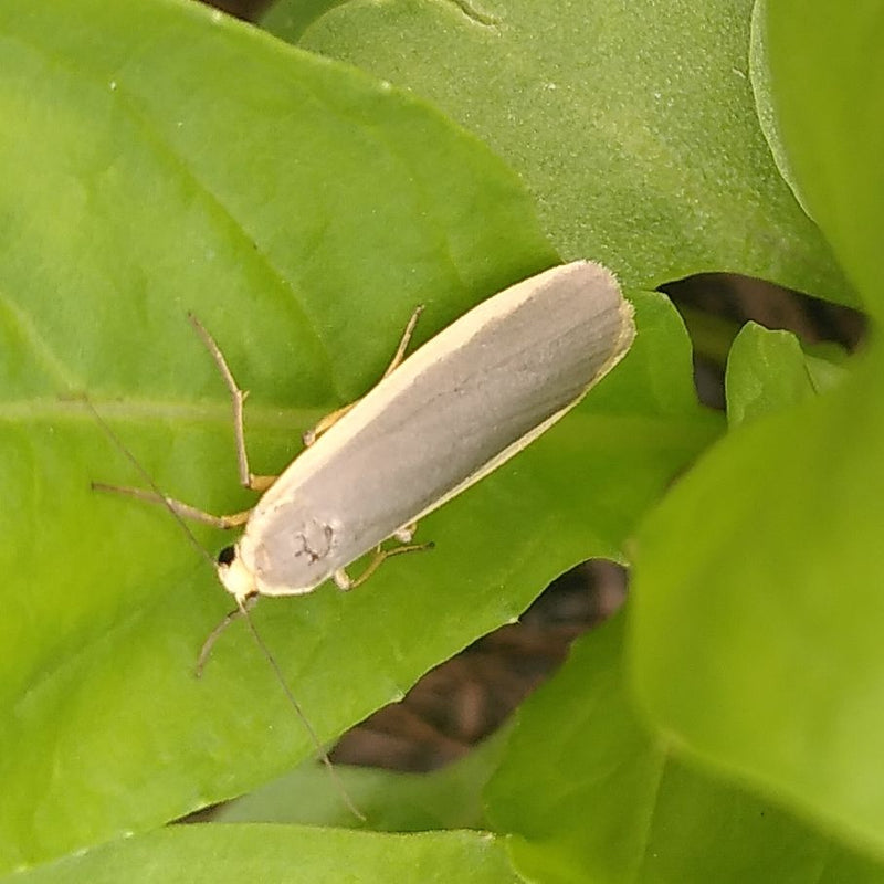 Grauleib-Flechtenbärchen — Bild 3 von 4