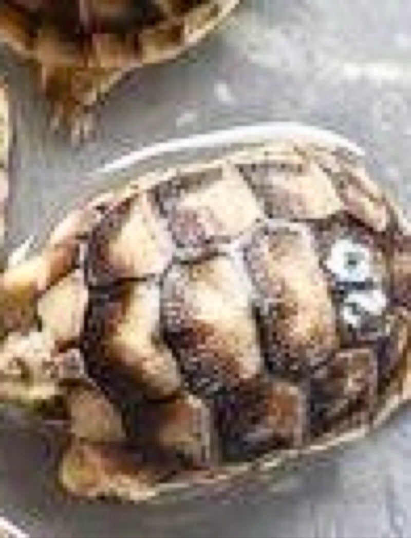 Griechische Landschildkröte — Bild 1