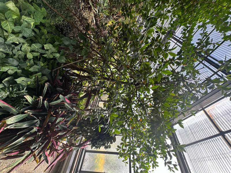 Griffel-Mangrove — Bild 2 von 2