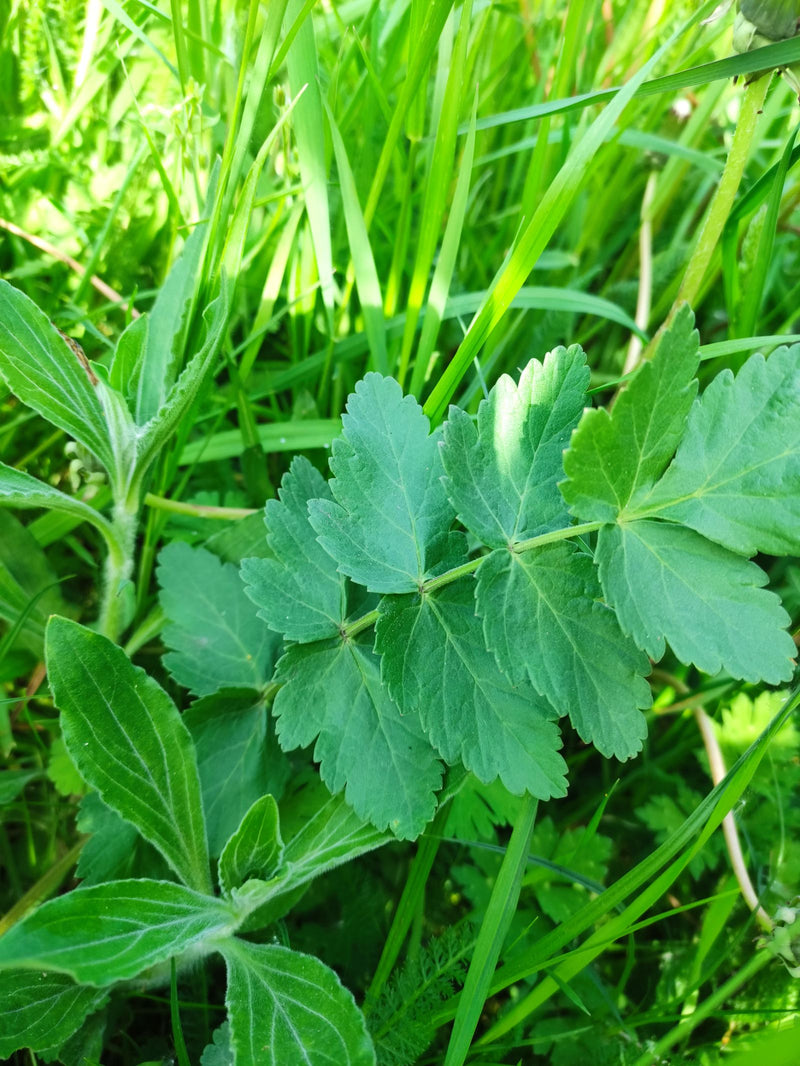 Die Große Bibernelle ist eine ausdauernde krautige Pflanze aus der Familie der Doldenblütler. Sie ist in Mitteleuropa auf nährstoffreichen Wiesen und an Wald...