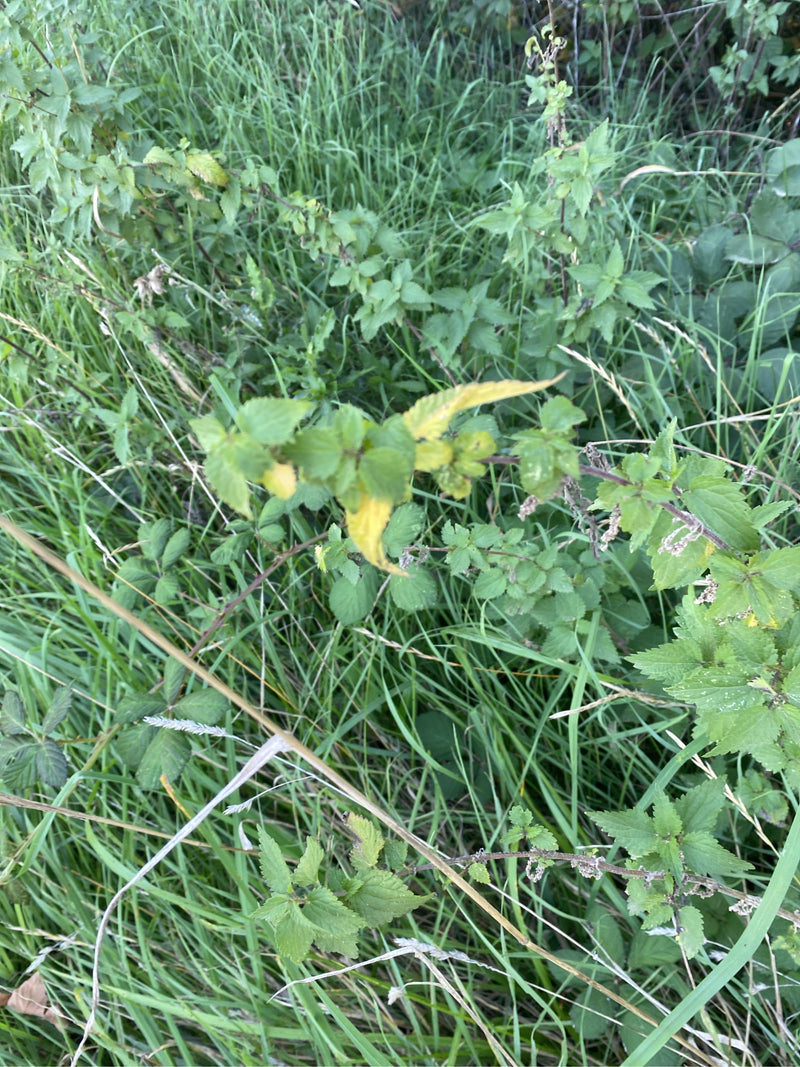 Brennnesseln mit gezähnten grünen Blättern wachsen inmitten von hohem Gras und anderen Wildpflanzen.
