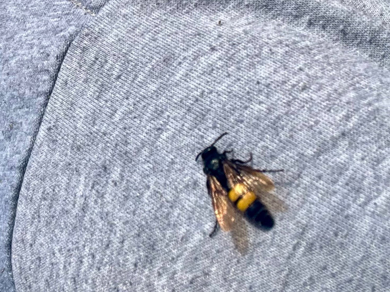 Eine Große Dolchwespe sitzt auf einem grauen, textilen Untergrund. Die charakteristischen gelben Flecken auf dem dunklen Hinterleib sind gut zu erkennen.