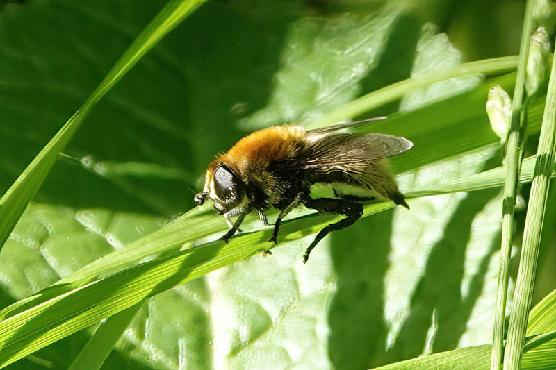 Große Erzschwebfliege — Bild 2 von 2