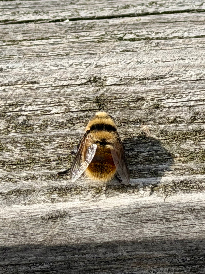 Große Erzschwebfliege — Bild 1 von 2