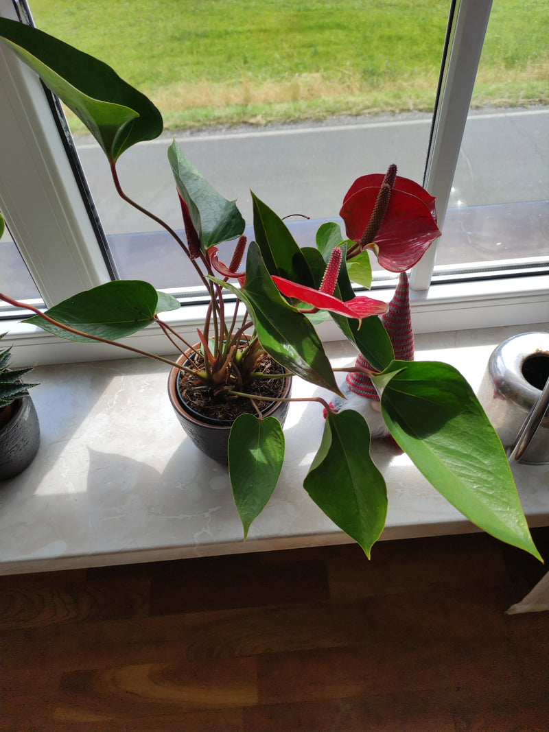 Große Flamingoblume — Bild 5