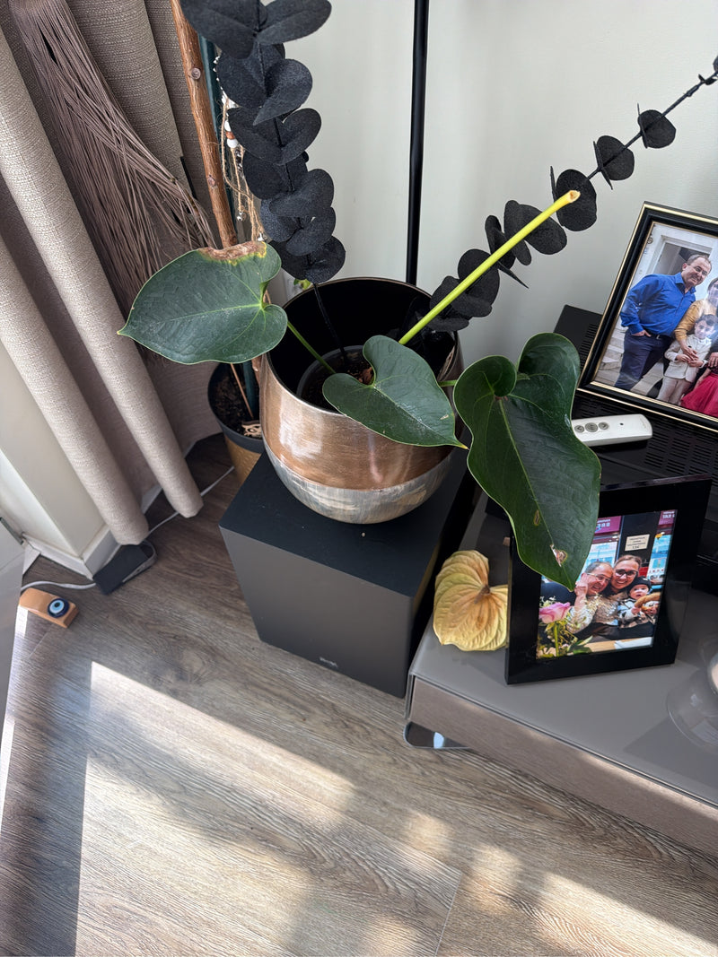 Große Flamingoblume — Bild 3