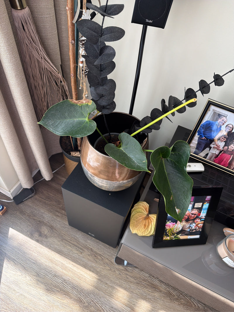Große Flamingoblume — Bild 2