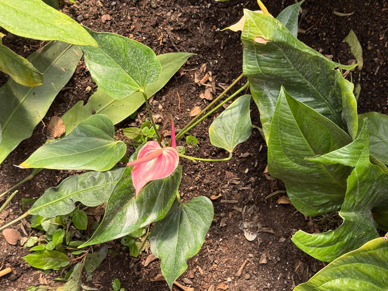 Eine blühende Große Flamingoblume mit charakteristischem rosa Hochblatt und Blütenkolben wächst im erdigen Boden.