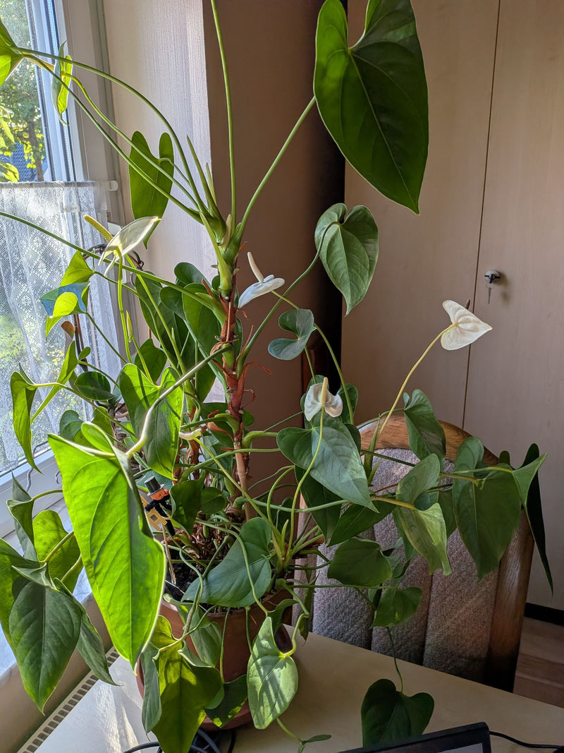 Eine blühende Große Flamingoblume in einem Topf steht auf einem Tisch nahe einem Fenster. Die Pflanze zeigt mehrere herzförmige Blätter sowie weiße Hochblätt...