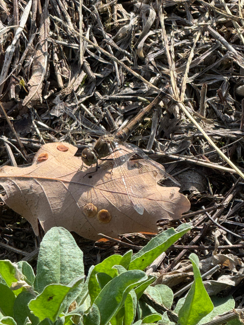 Eine Große Heidelibelle sitzt ruhend auf einem trockenen, braunen Eichenblatt. Die Umgebung besteht aus vertrockneten Pflanzenresten und einigen grünen Blätt...