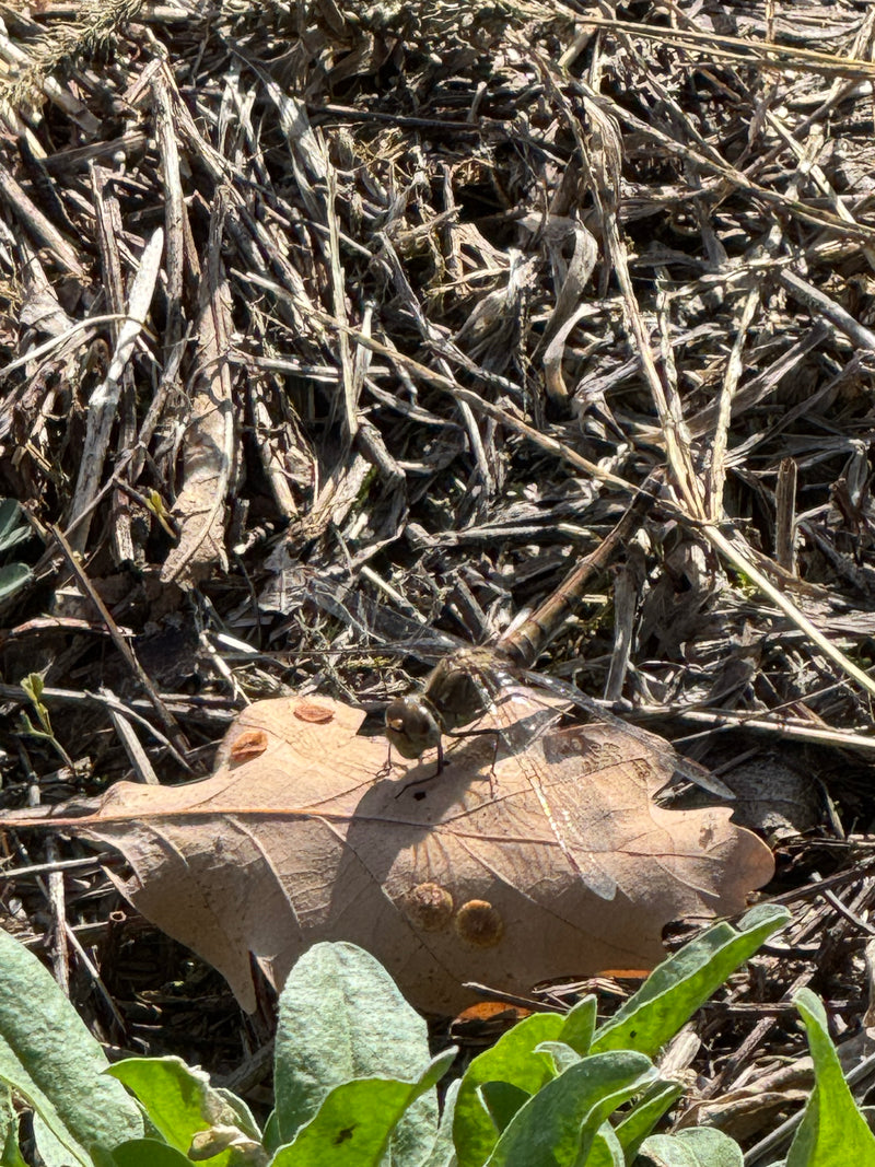 Eine Große Heidelibelle ruht auf einem getrockneten Eichenblatt am Boden zwischen Pflanzenresten.