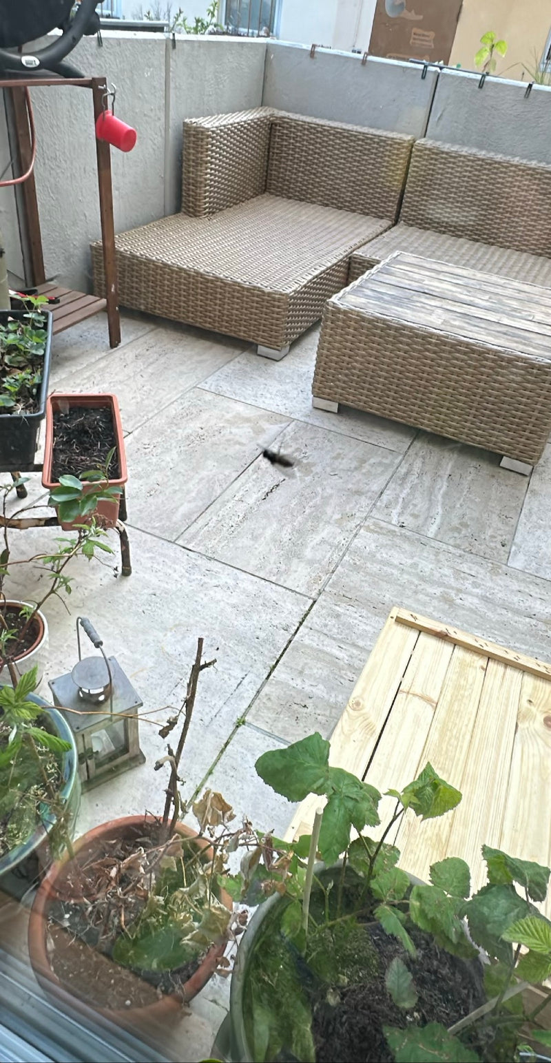 Eine Blauschwarze Holzbiene fliegt über den Steinboden einer möblierten Terrasse. Das Insekt ist im Flug zu sehen.