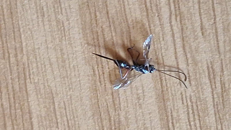 Eine Große Holzschlupfwespe sitzt auf einer hellen Holzoberfläche. Gut zu erkennen ist ihre charakteristische, sehr lange Legeröhre am Hinterleib.