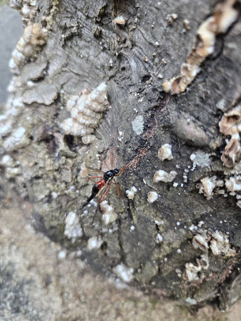 Eine Große Holzschlupfwespe sitzt auf einer rauen Baumrinde. Das Insekt ist gut erkennbar und ruht auf dem Holz.