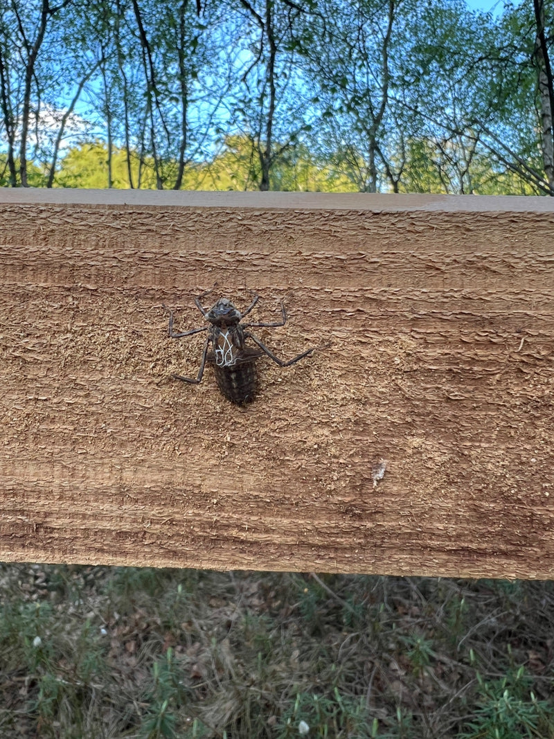 Auf einem hölzernen Untergrund ist die Exuvie einer Großen Königslibelle zu sehen. Die leere Larvenhaut haftet fest an der Holzstruktur.