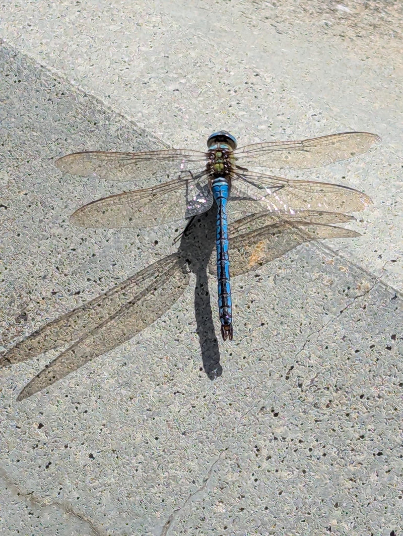 Große Königslibelle (Larve) — Bild 1 von 9