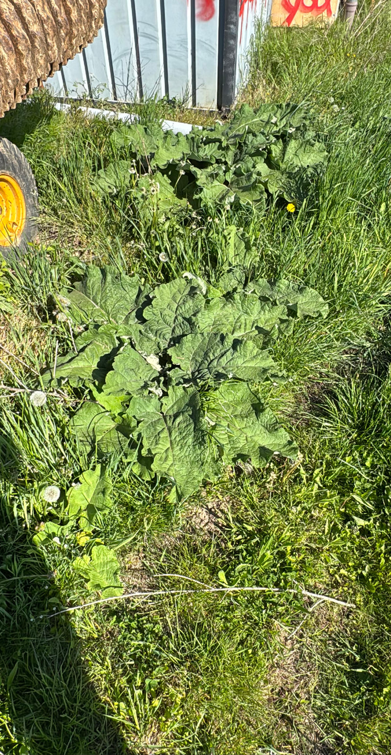 Auf dem Bild sind Pflanzen der Großen Klette mit großen, grünten Blättern in einer Wiese zu sehen. Die Aufnahme zeigt die Exemplare von oben vor einem metall...