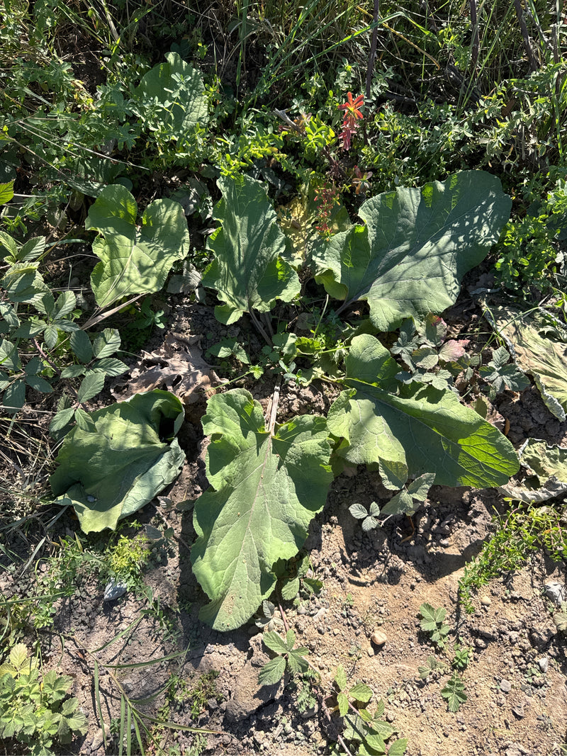 Eine bodennahe Blattrosette der Großen Klette wächst auf trockenem, erdigem Boden umgeben von Gräsern und Wildkräutern.