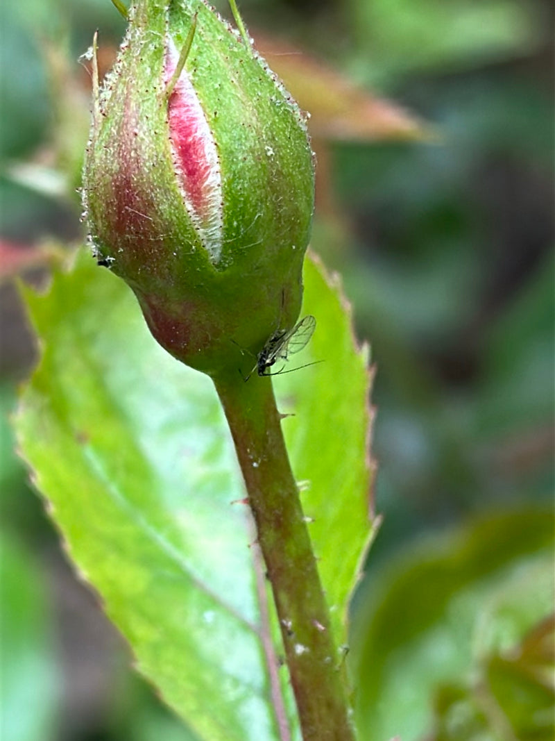 Auf dem Bild ist eine Große Rosenblattlaus zu sehen, die an einer grünen Rosenknospe sitzt. Das Insekt ist in Nahaufnahme vor einem Hintergrund aus grünen Bl...