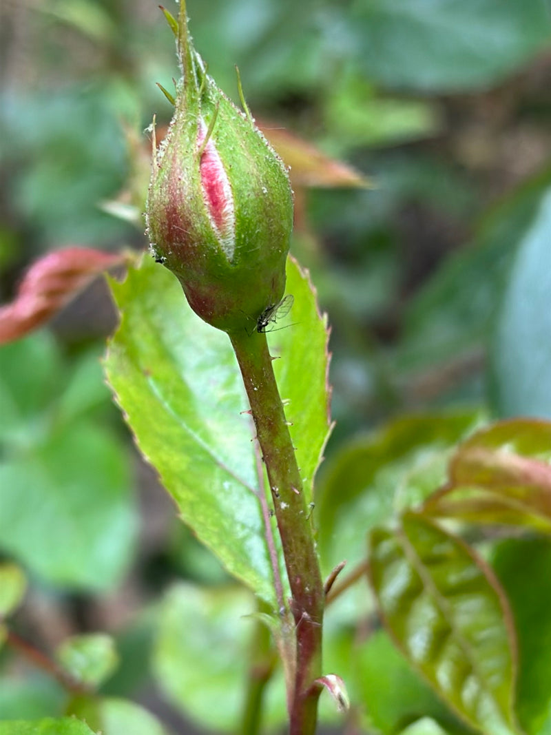 Auf einer Rosenknospe und dem Stängel sind mehrere Große Rosenblattläuse zu erkennen. Die Insekten sitzen auf der Pflanze.