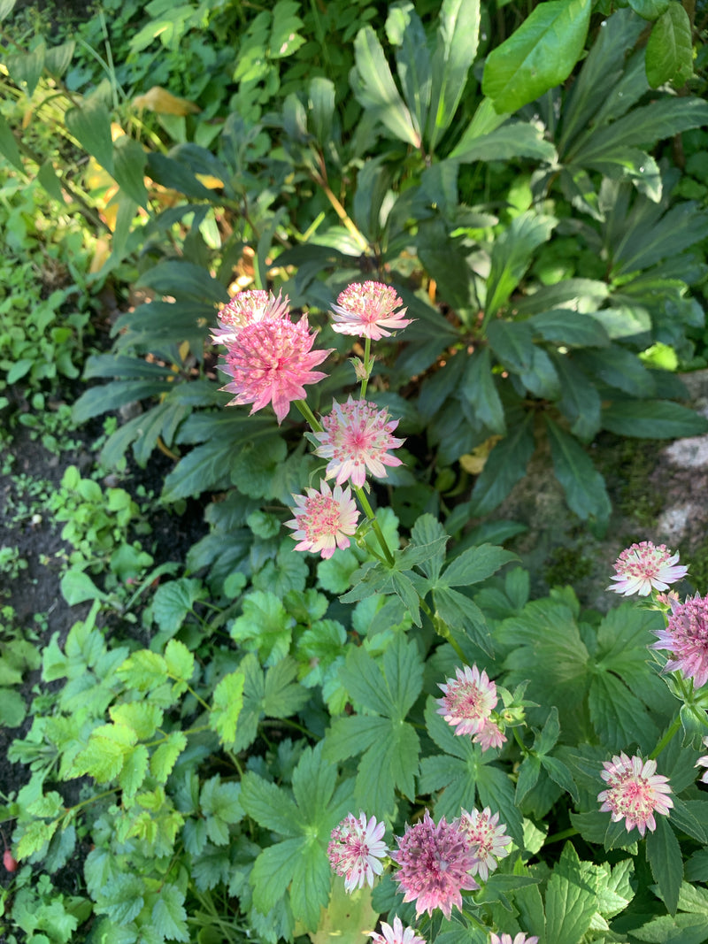 Zu sehen sind die charakteristischen, rosa-weiß gefärbten Blütenstände der Sterndolde. Die Pflanze steht in einem Gartenbeet umgeben von grünem Laub.