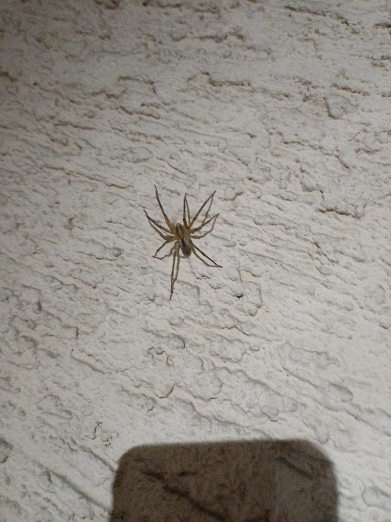 Eine Große Winkelspinne sitzt auf einer hellen Rauputzwand. Sie verharrt regungslos an der Wand.