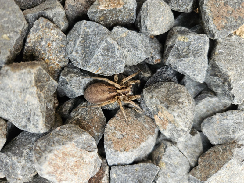 Auf dem Bild ist eine Große Wolfspinne zu sehen, die regungslos auf einem Untergrund aus grauen Steinen sitzt. Die Tarnung der Spinne passt sich gut an die s...