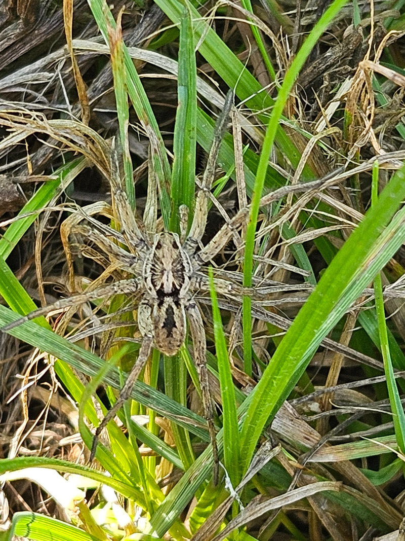 Eine Große Wolfspinne sitzt gut getarnt im grünen und trockenen Gras. Die Aufsicht zeigt die typische Zeichnung des Tieres.