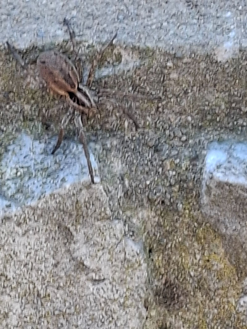 Auf dem Bild ist eine Große Wolfspinne zu sehen, die auf einem strukturierten, hellen Untergrund sitzt. Die Spinne zeigt eine typische bräunliche Musterung.