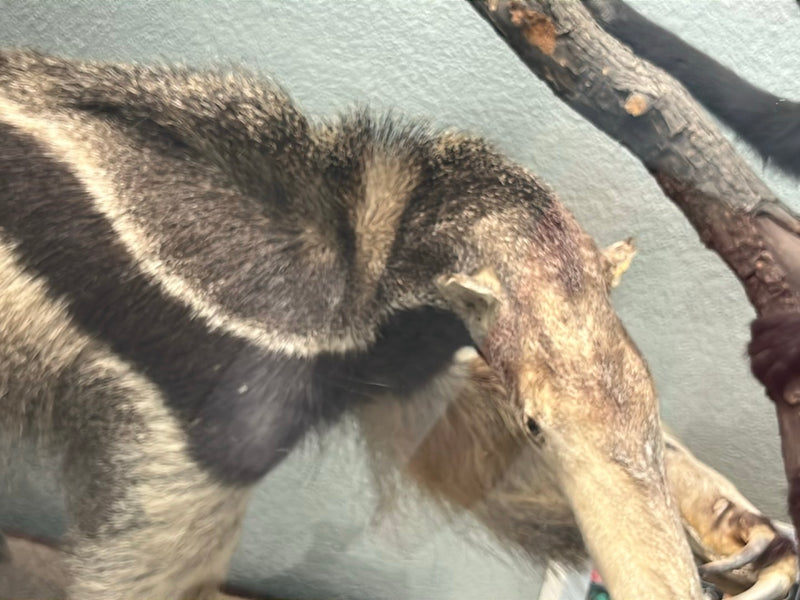 Großer Ameisenbär — Bild 2 von 2