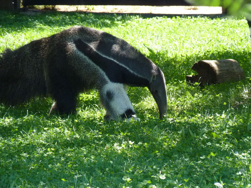Nahaufnahme eines Großen Ameisenbären, der auf einer grünen Wiese läuft oder nach Nahrung sucht. Im Hintergrund ist ein Holzstamm zu sehen.
