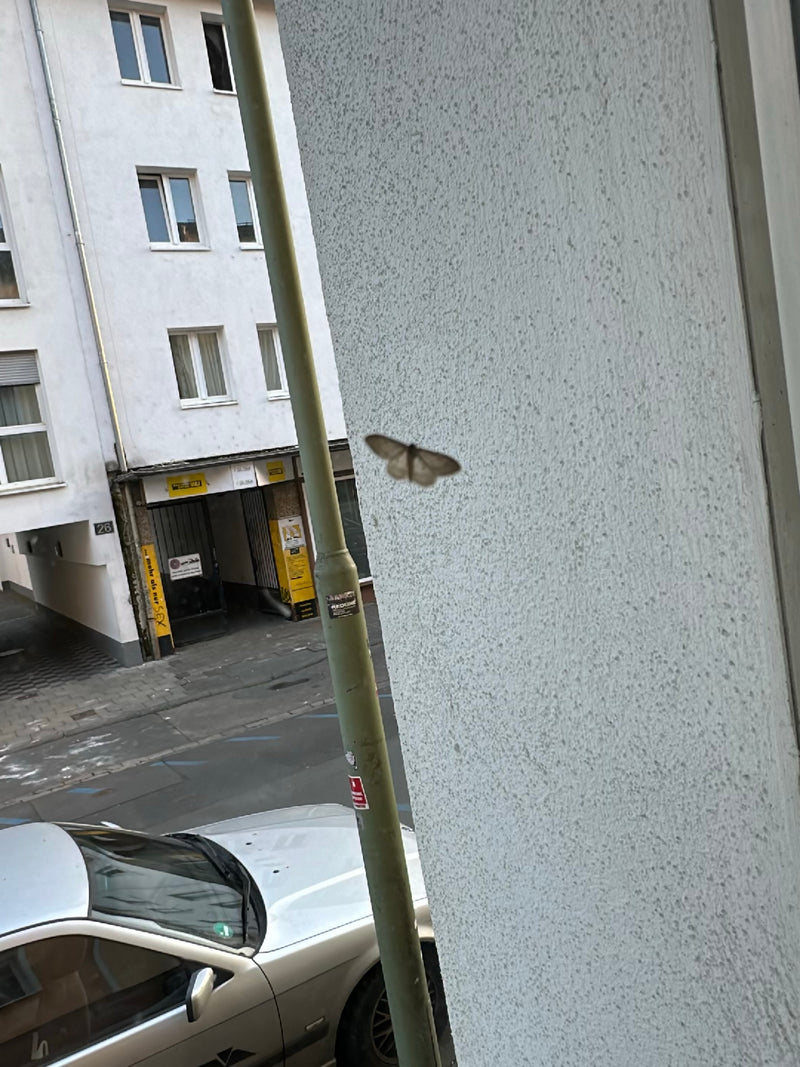 Ein Großer Frostspanner sitzt an einer hellen Hauswand in städtischer Umgebung. Der Schmetterling ist gut erkennbar, aber relativ klein im Bild.