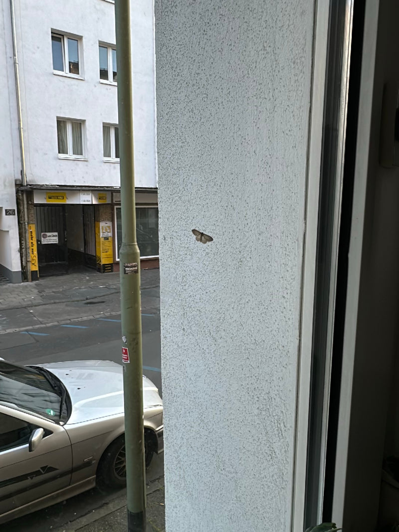 Ein Großer Frostspanner sitzt mit ausgebreiteten Flügeln an einer hellen Außenwand in einer städtischen Umgebung. Das Tier ist gut erkennbar und ruht an der ...