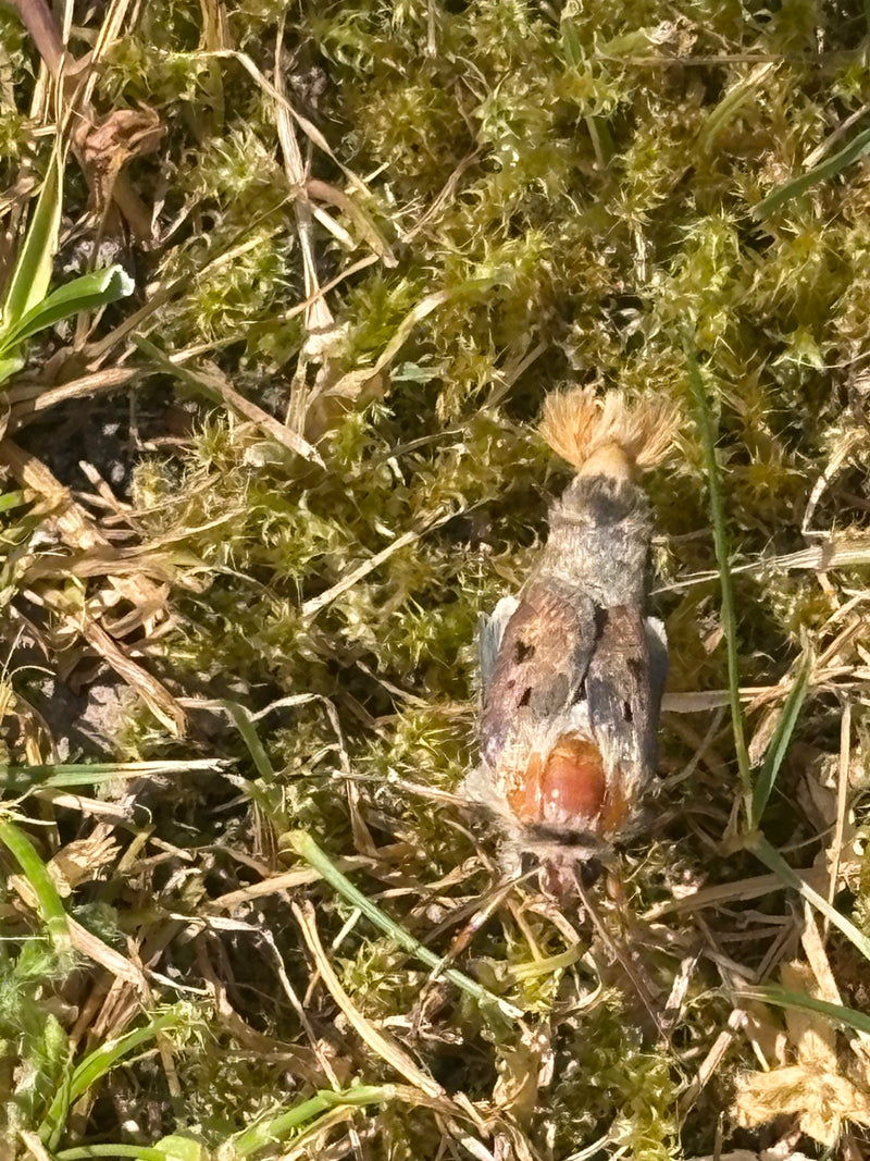 Großer Gabelschwanz — Bild 2