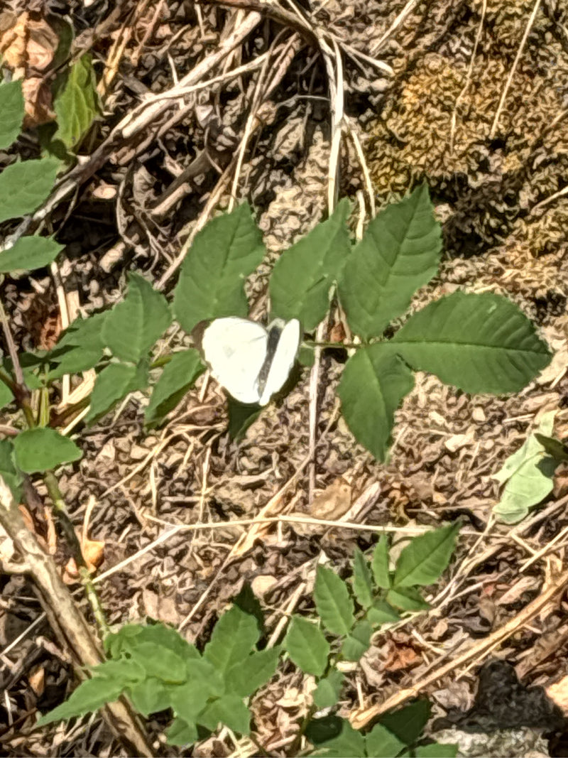 Ein Kohlweißling sitzt auf grünen Blättern über einem Boden aus Erde und trockenen Pflanzenresten. Der Schmetterling ruht mit zusammengeklappten Flügeln.