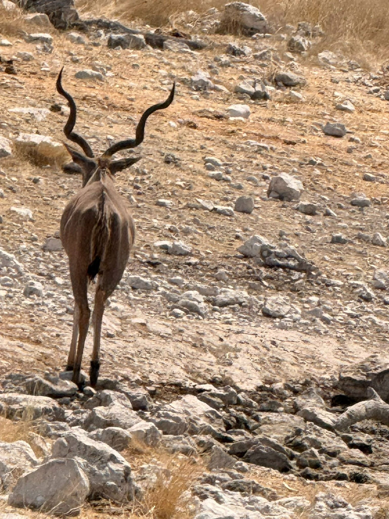 Ein männlicher Großer Kudu steht mit abgewandtem Blick auf einem steinigen, kargen Hang.