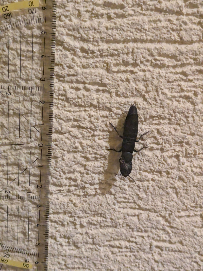 Ein Schwarzer Moderkäfer sitzt in der Aufsicht an einer strukturierten, hellen Hauswand neben einem Lineal zum Größenvergleich.