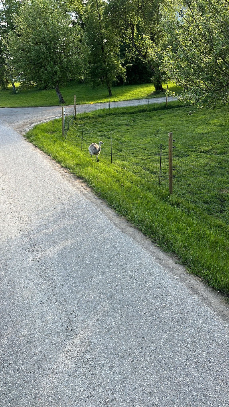 Großer Nandu — Bild 3