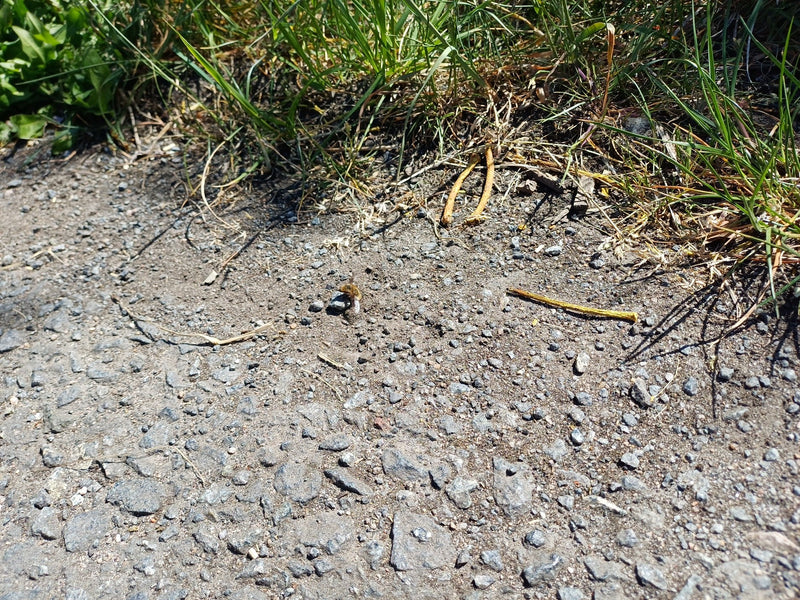 Ein Großer Wollschweber sitzt auf einem sandigen Weg neben Gras.